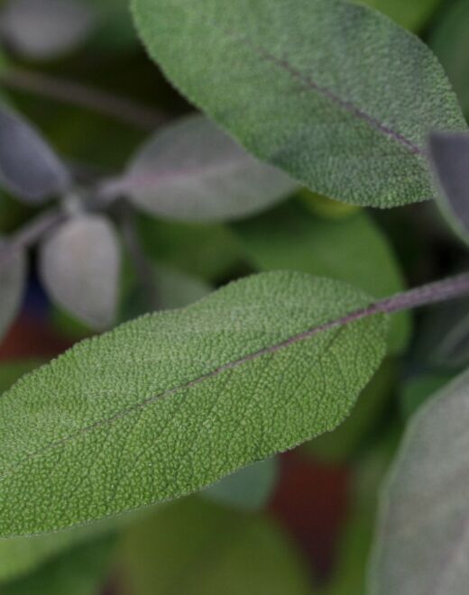 Hojas de salvia, color base de la identidad Svasti
