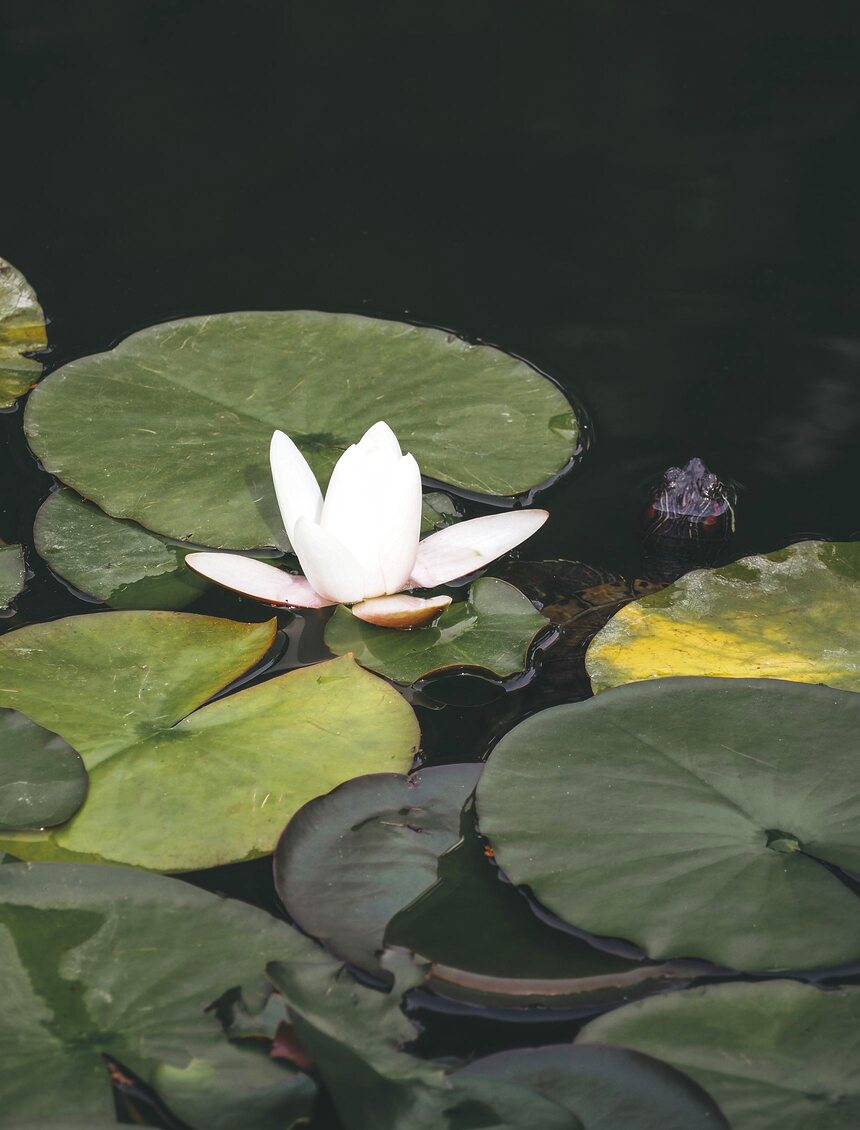 Flor de loto blanca abierta sobre el agua de un estanque